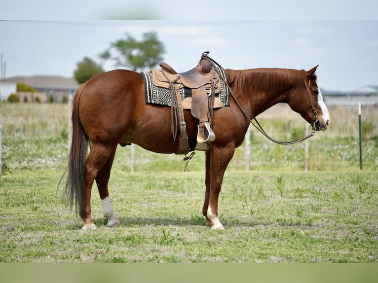 American Quarter Horse Ruin 11 Jaar 155 cm Roodvos in Amarillo, TX