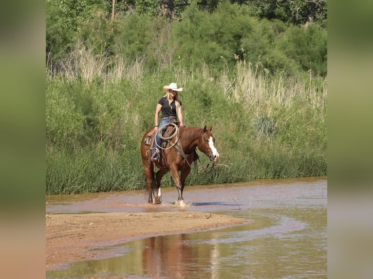 American Quarter Horse Ruin 11 Jaar 155 cm Roodvos in Amarillo, TX