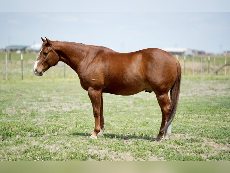 American Quarter Horse Ruin 11 Jaar 155 cm Roodvos in Amarillo, TX