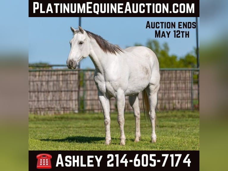 American Quarter Horse Ruin 11 Jaar 155 cm Schimmel in Weatherford TX