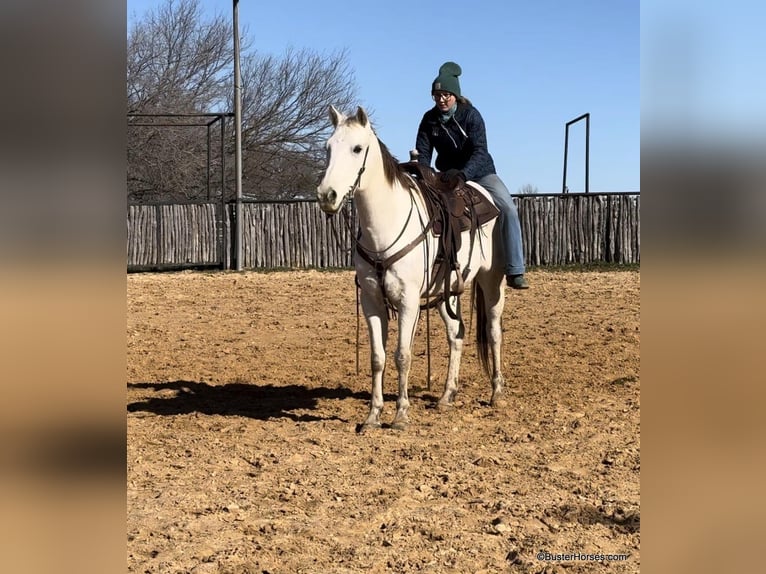 American Quarter Horse Ruin 11 Jaar 155 cm Schimmel in Weatherford TX