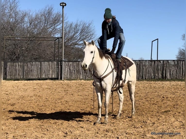 American Quarter Horse Ruin 11 Jaar 155 cm Schimmel in Weatherford TX