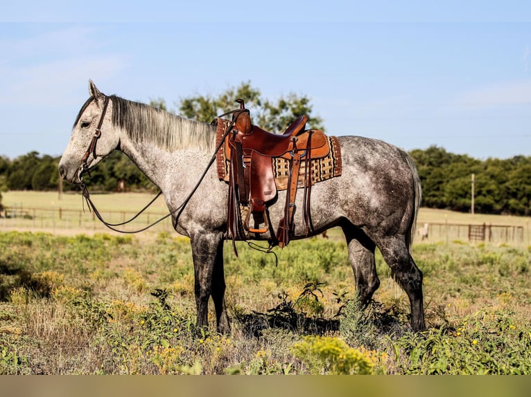 American Quarter Horse Ruin 11 Jaar 155 cm Schimmel in Weatherford, TX