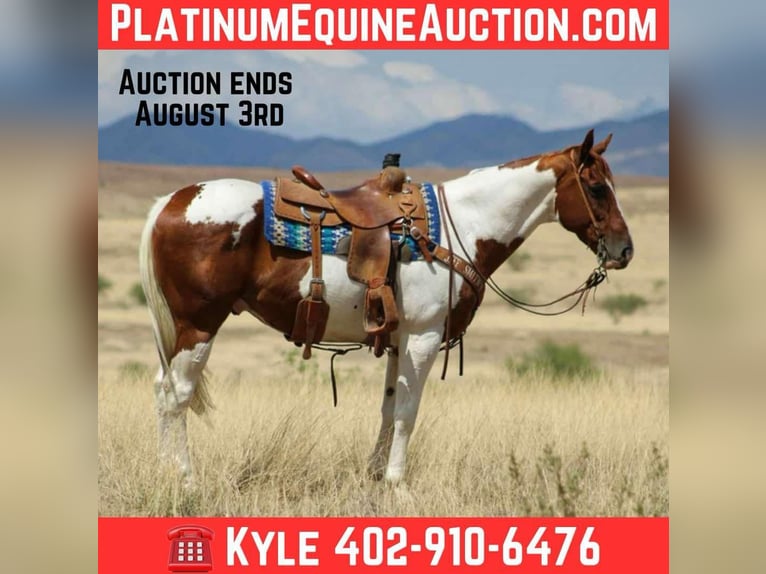 American Quarter Horse Ruin 11 Jaar 155 cm Tobiano-alle-kleuren in Nogales, AZ