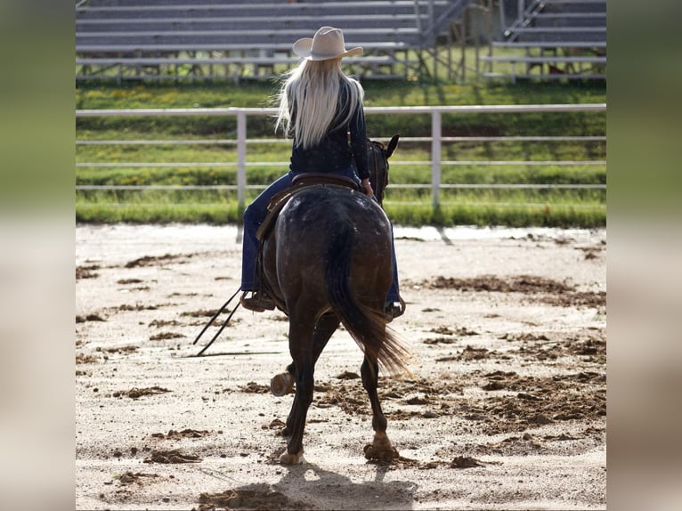 American Quarter Horse Ruin 11 Jaar 155 cm Zwart in Sallisaw OK