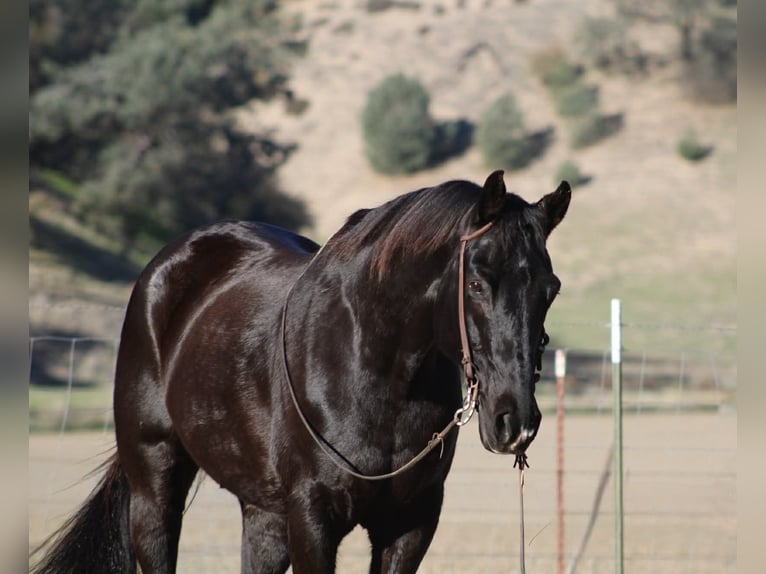 American Quarter Horse Ruin 11 Jaar 155 cm Zwart in Tres Pinos