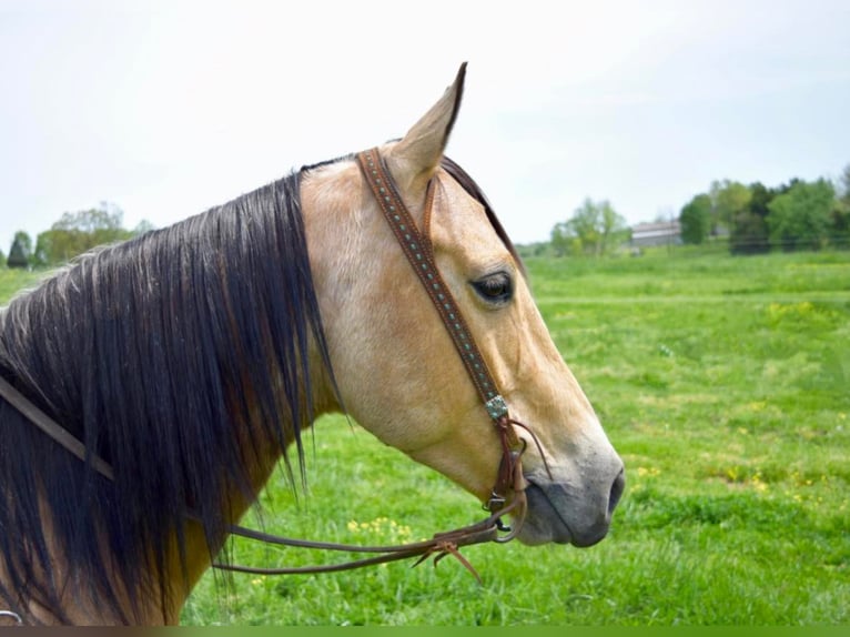American Quarter Horse Ruin 11 Jaar 157 cm Buckskin in Greeneville KY