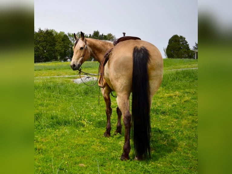 American Quarter Horse Ruin 11 Jaar 157 cm Buckskin in Greeneville KY
