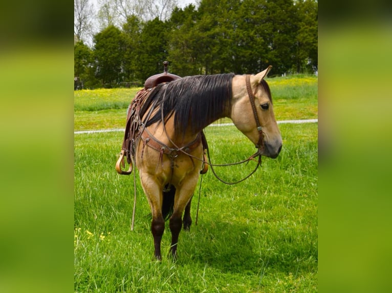 American Quarter Horse Ruin 11 Jaar 157 cm Buckskin in Greeneville KY