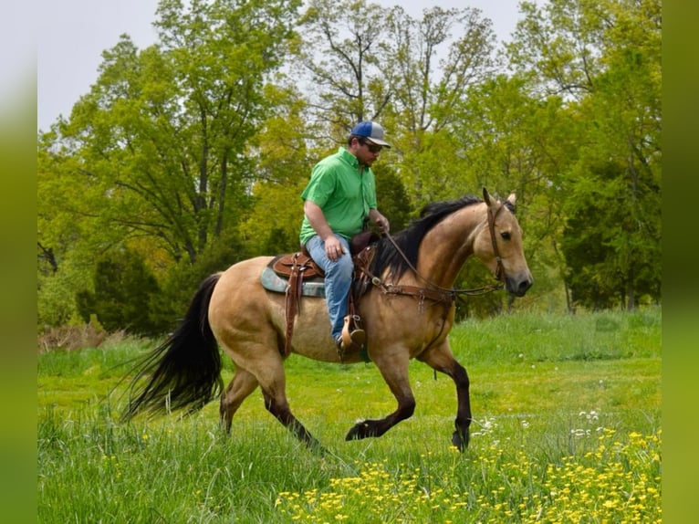 American Quarter Horse Ruin 11 Jaar 157 cm Buckskin in Greeneville KY