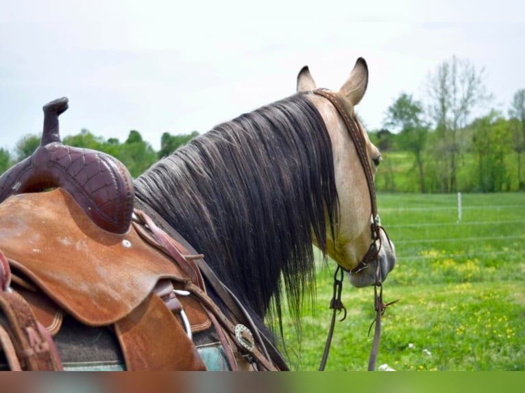 American Quarter Horse Ruin 11 Jaar 157 cm Buckskin in Greeneville KY