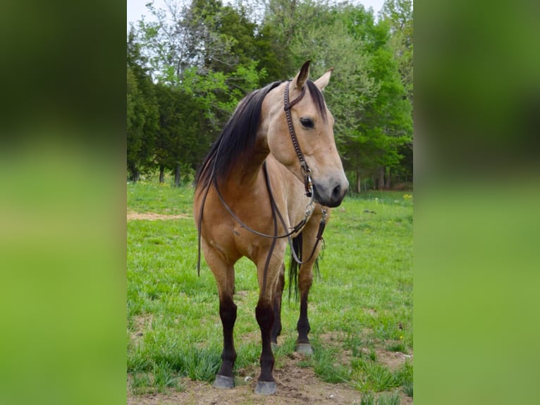 American Quarter Horse Ruin 11 Jaar 157 cm Buckskin in Greeneville KY