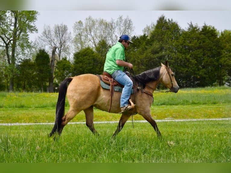 American Quarter Horse Ruin 11 Jaar 157 cm Buckskin in Greeneville KY