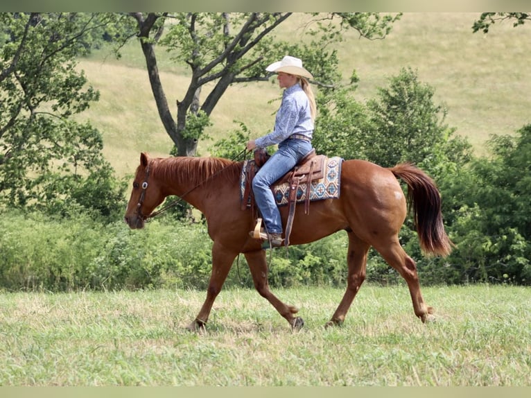 American Quarter Horse Ruin 11 Jaar 157 cm Donkere-vos in Brooksville KY