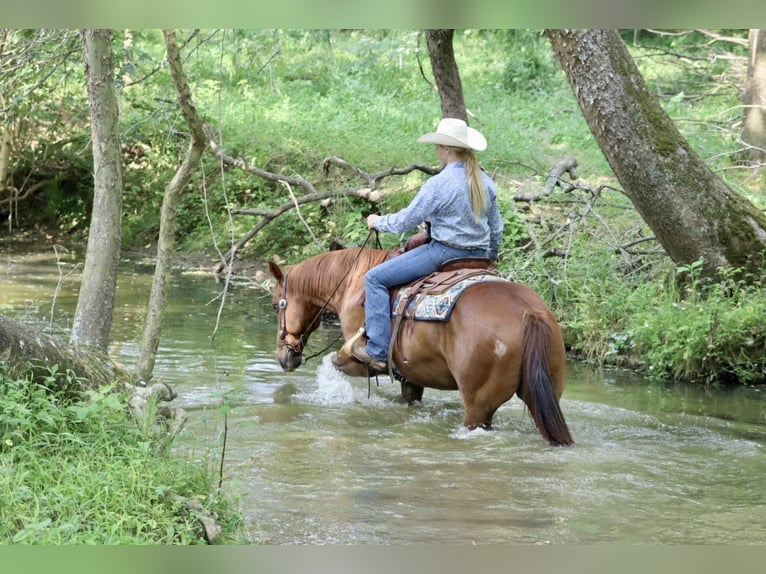 American Quarter Horse Ruin 11 Jaar 157 cm Donkere-vos in Brooksville KY