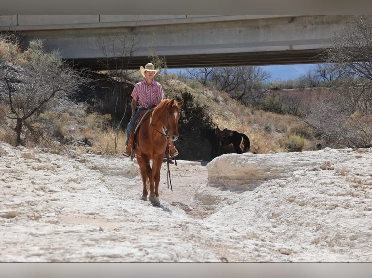 American Quarter Horse Ruin 11 Jaar 157 cm Donkere-vos in Camp Verde, AZ