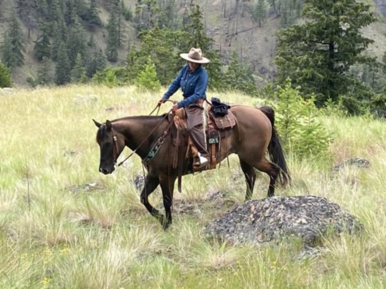 American Quarter Horse Ruin 11 Jaar 157 cm Grullo in Wendall ID