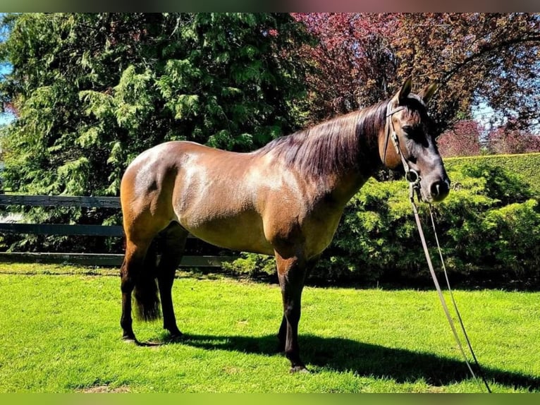 American Quarter Horse Ruin 11 Jaar 157 cm Grullo in Wendall ID