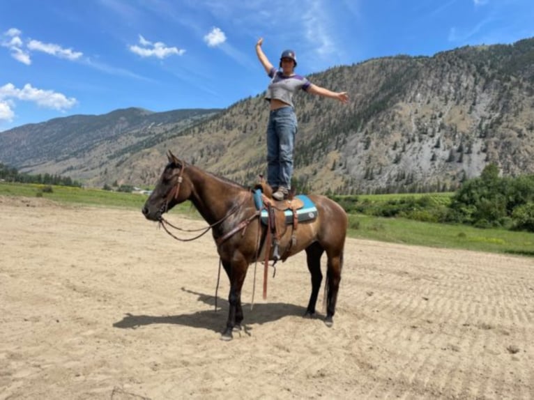 American Quarter Horse Ruin 11 Jaar 157 cm Grullo in Wendall ID