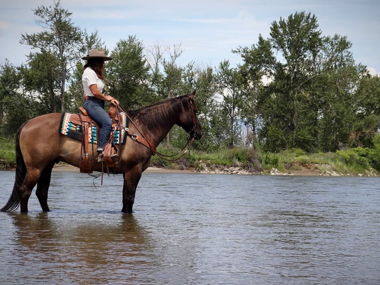 American Quarter Horse Ruin 11 Jaar 157 cm Grullo in Wendall ID