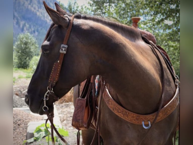 American Quarter Horse Ruin 11 Jaar 157 cm Grullo in Wendall ID