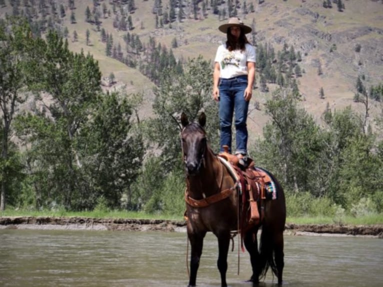 American Quarter Horse Ruin 11 Jaar 157 cm Grullo in Wendall ID