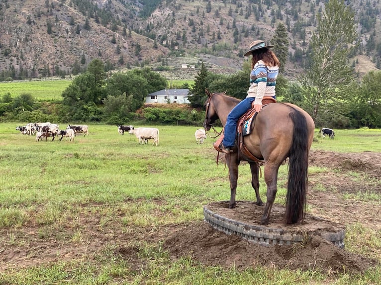 American Quarter Horse Ruin 11 Jaar 157 cm Grullo in Wendall ID