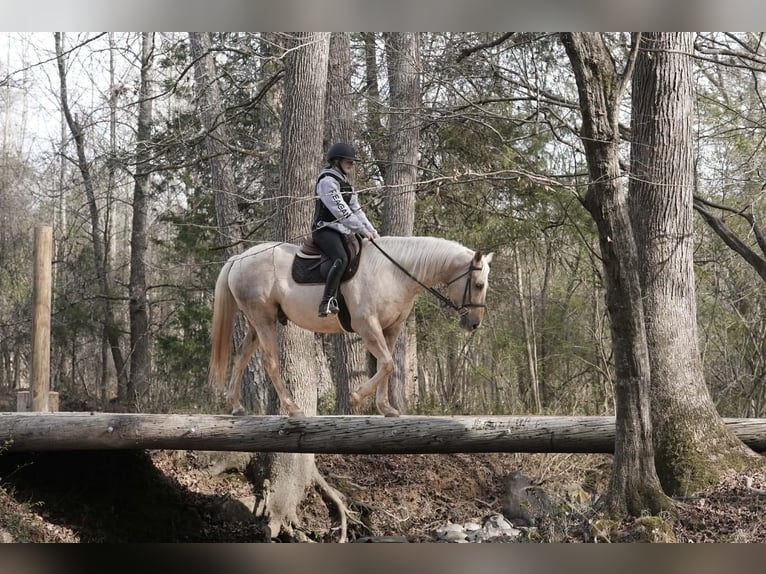 American Quarter Horse Ruin 11 Jaar 157 cm Palomino in Clover