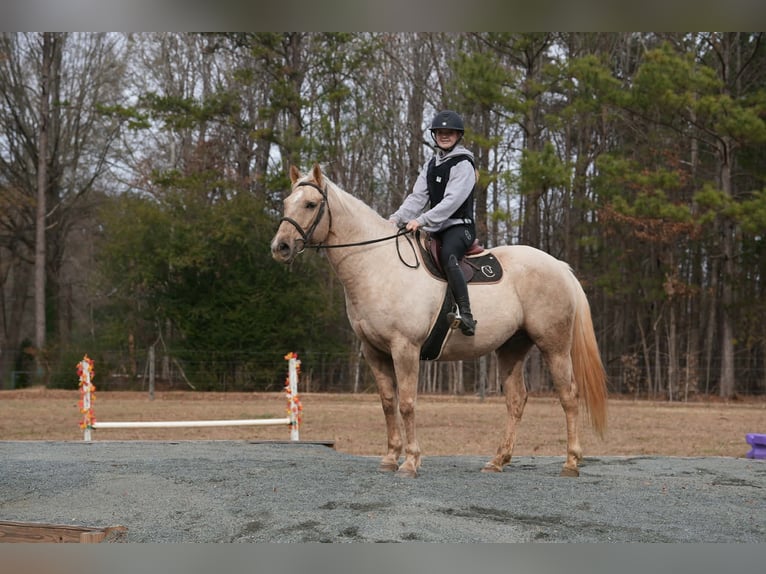 American Quarter Horse Ruin 11 Jaar 157 cm Palomino in Clover