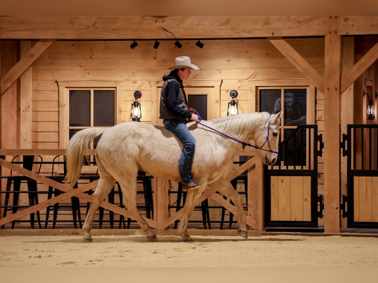 American Quarter Horse Ruin 11 Jaar 157 cm Palomino in Needmore