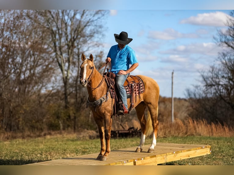 American Quarter Horse Ruin 11 Jaar 157 cm Palomino in SANTA Fe TN