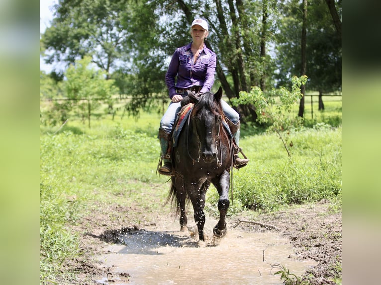 American Quarter Horse Ruin 11 Jaar 157 cm Roan-Blue in Athens