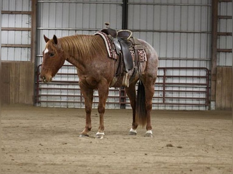 American Quarter Horse Ruin 11 Jaar 157 cm Roan-Red in North Judson, IN