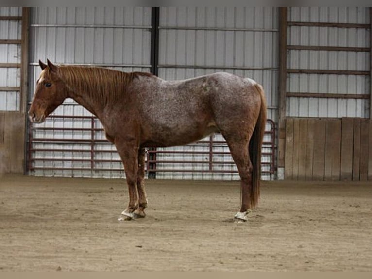 American Quarter Horse Ruin 11 Jaar 157 cm Roan-Red in North Judson, IN