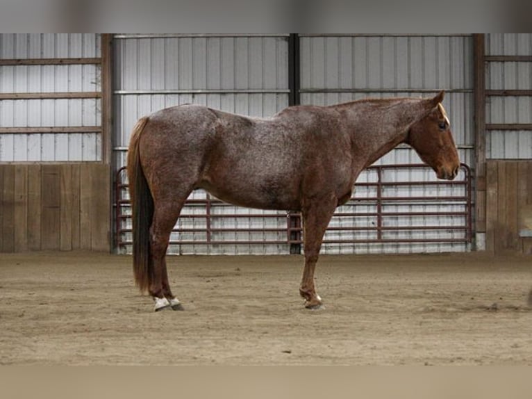 American Quarter Horse Ruin 11 Jaar 157 cm Roan-Red in North Judson, IN