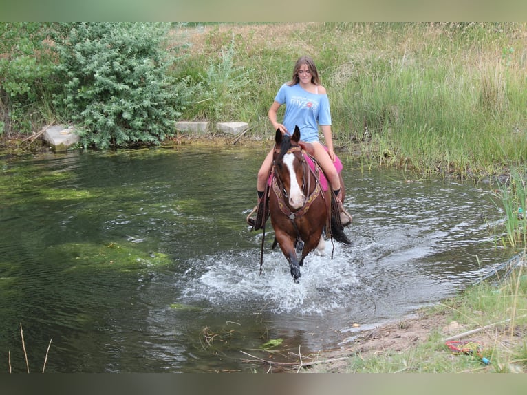 American Quarter Horse Ruin 11 Jaar 157 cm Roodbruin in Fort Collins