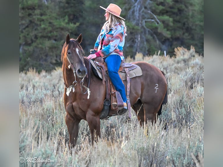 American Quarter Horse Ruin 11 Jaar 157 cm Roodvos in Rigby, ID