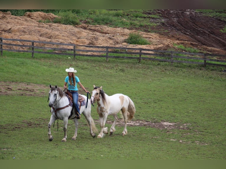 American Quarter Horse Ruin 11 Jaar 157 cm Schimmel in Howell MI