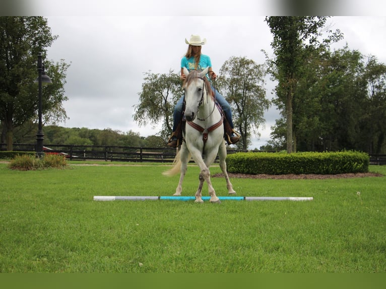 American Quarter Horse Ruin 11 Jaar 157 cm Schimmel in Howell MI