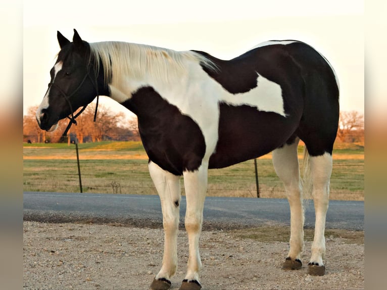 American Quarter Horse Ruin 11 Jaar 157 cm Tobiano-alle-kleuren in Terrell TX