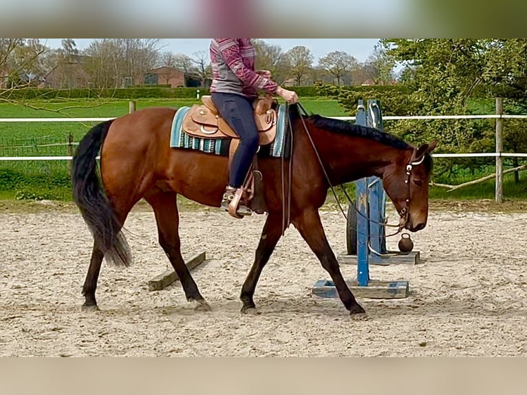 American Quarter Horse Ruin 11 Jaar 158 cm Donkerbruin in Goch