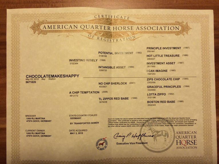 American Quarter Horse Ruin 11 Jaar 158 cm Donkerbruin in Goch