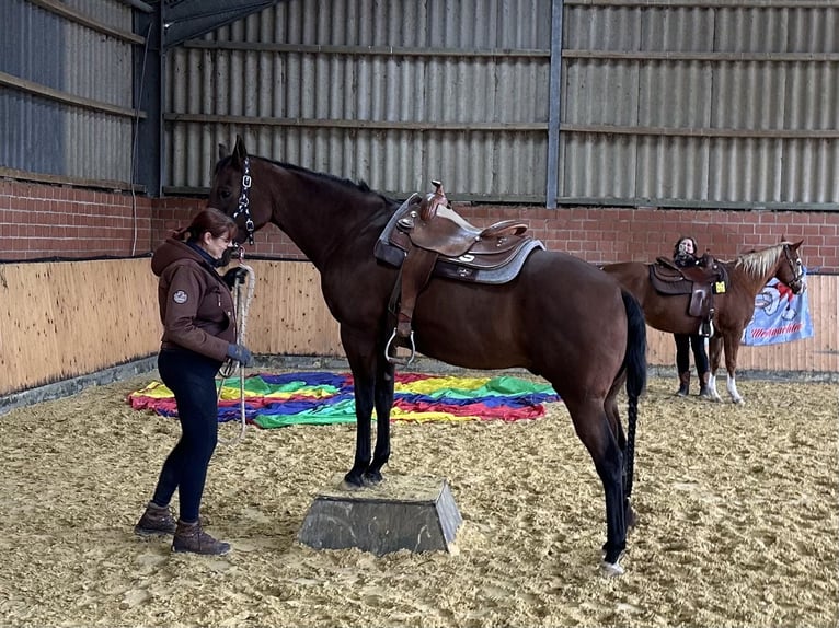 American Quarter Horse Ruin 11 Jaar 158 cm Donkerbruin in Goch