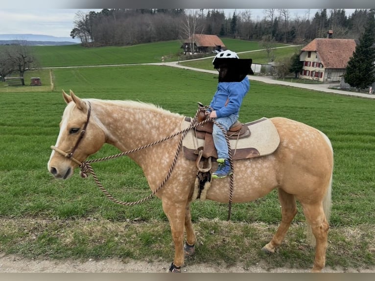 American Quarter Horse Ruin 11 Jaar 160 cm Palomino in Neuenegg