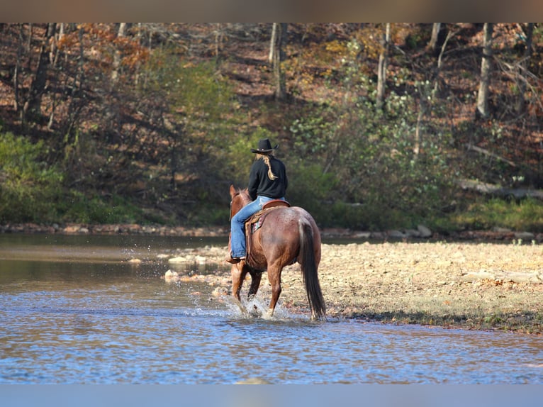 American Quarter Horse Ruin 11 Jaar 160 cm Roan-Bay in Clarion