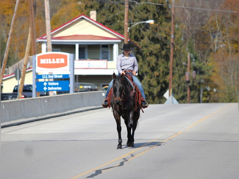 American Quarter Horse Ruin 11 Jaar 160 cm Roan-Bay in Clarion