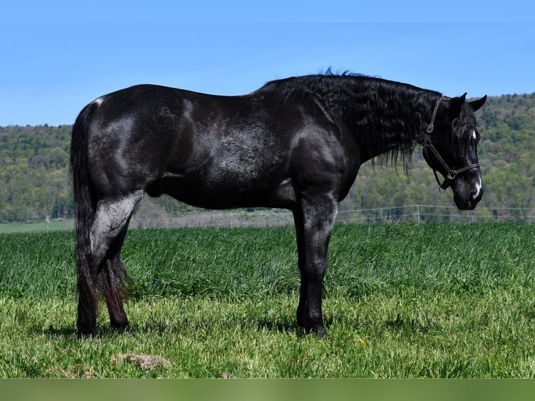 American Quarter Horse Ruin 11 Jaar 160 cm Roan-Blue in Rebersburg