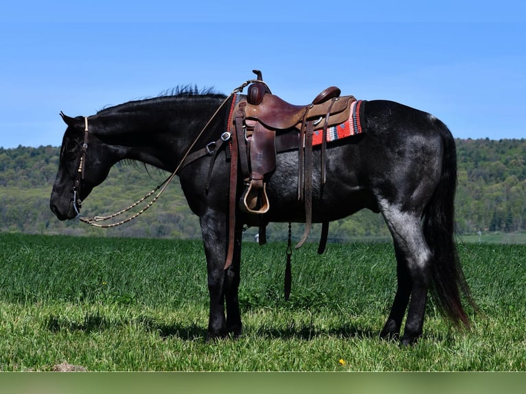 American Quarter Horse Ruin 11 Jaar 160 cm Roan-Blue in Rebersburg