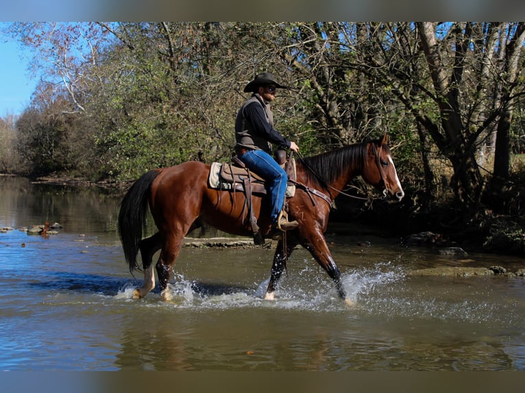 American Quarter Horse Ruin 11 Jaar 160 cm Roodbruin in Flemingsburg KY