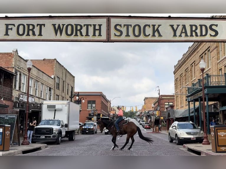 American Quarter Horse Ruin 11 Jaar 160 cm Roodbruin in Weatherford TX